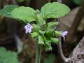 Slender Calamint